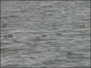 Sanderling
