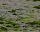 Sandregenpfeifer