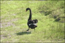 Black Swan