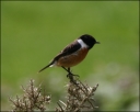 Schwarzkehlchen