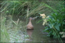 Stockente