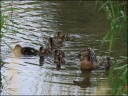 Entenfamilie