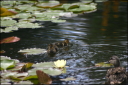 Entchen im Wasser