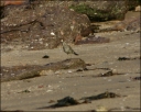 Strandpieper