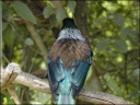 Tui