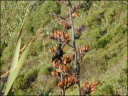 Tui 2