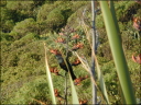 Tui