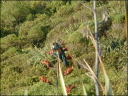 Tui
