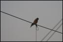 Turmfalke in Stuttgart
