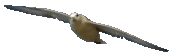 Eissturmvogel